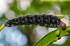 caterpillar